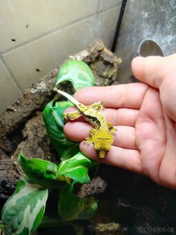 Pagekon řasnatý - 5