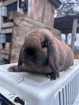 Zakrslý beránek s rodokmenem - 5