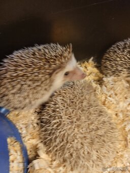 Ježek bělobřichý - 5