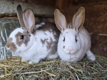 Samičky a samci Českého strakáče - 5