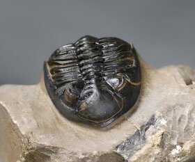 Trilobit s dokonalými očami - Fosilizované zviera - 5,3 cm - 5