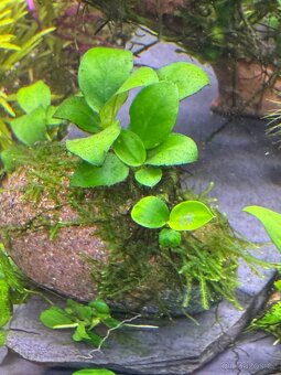 Akvarijní rostliny - 5