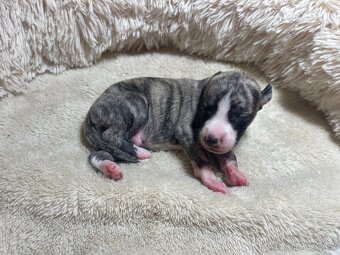 Vipet/whippet s PP - 5