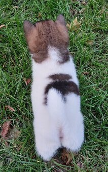 Shiba inu pinto s PP-1.vrh v ČR - 5