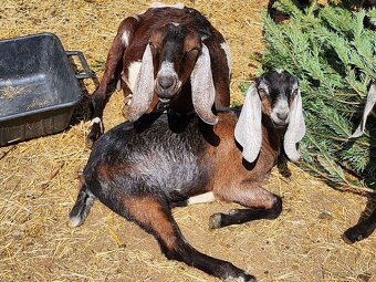 100% AN kozel s PoP - původ ER, exterier ER - 5