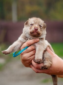 Saarloosův vlčák - prodej - 5