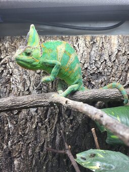 Chameleon jemenský - 5