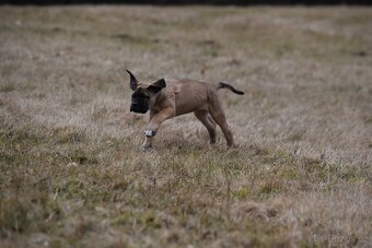 Cane corso s FCI  PP - 5