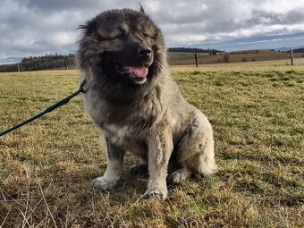 Kavkazský pastevecký pes štěňata - 5