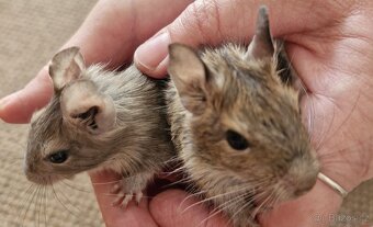 Osmak degu mláďata-kluci - 5