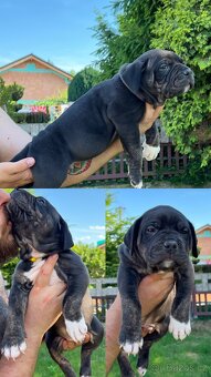 AMERICAN BULLY XL s PP - 5
