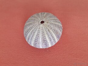 Prodám ulitu mořského ježka průměr 7,5 cm - 5