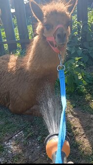 Lama - 5