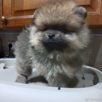 Pomeranian - kluci - 5
