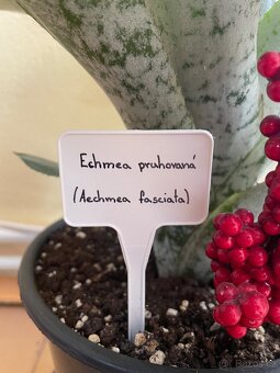 Bromélie Echmea pruhovaná (Aechmea fasciata)🌺 - 5