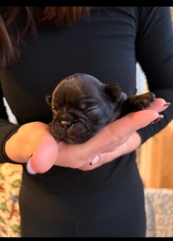 Francouzský buldoček bez PP - 5