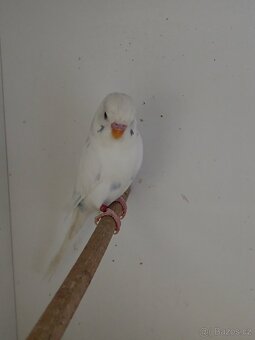 Andulka, andulky do chovu 2025 - 5