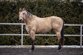 PŘIPOUŠTĚNÍ QH-BENTLEY DOC POWER - 5