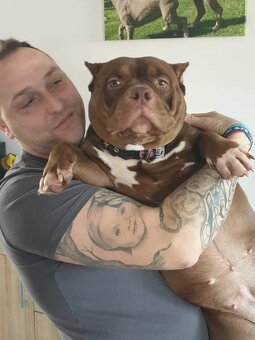 American Bully pocket size POCKET/STANDARD - 5