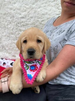 Štěňata Labradorský retriever - 5