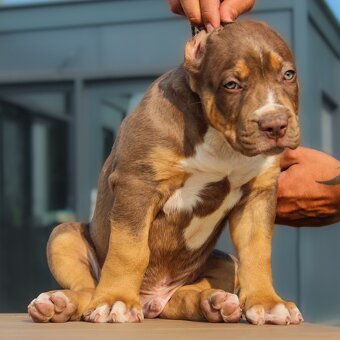 American Bully XL - 5
