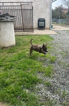 Peruánský naháč - 5