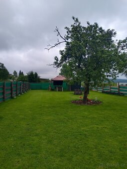 Pronajmu zahradu Strašice u Rokycan. Sad jabloní 1500Kč. - 5