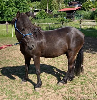 Pony valach - 5