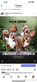 American Bully XL/XXL - 5