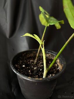 SLEVA Monstera Minima (rhaphidophora tetrasperma) - 5