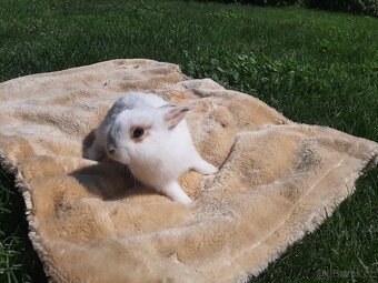 Nabizim kralicky - 5