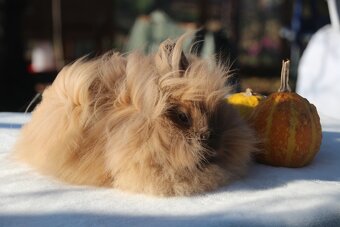 Krásná zakrslá samička teddy/lvíček s milou povahou - 5