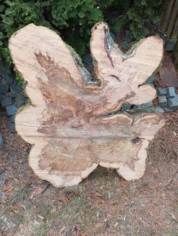 Koláče z tvrdého dřeva, Habr Buk - 5