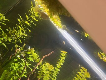 Akvárium Eheim 126l - 5