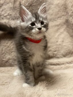 Mainská mývalí koťátka - 5