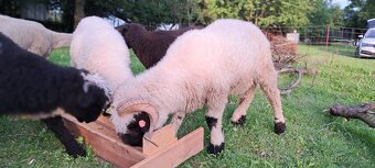 Prodám ovci a beránka - 5