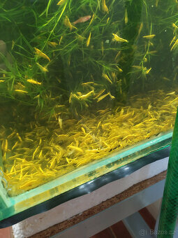 krevetky neocaridina - 5