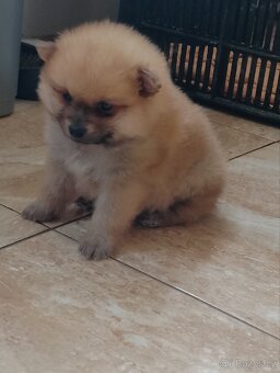 Pomeranian Špic - 5