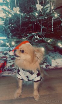 pomeranian na kryti - 5