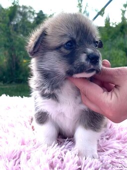 Welsh corgi pembroke s PP (FCI) - 5