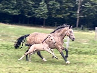 Připouštění hřebcem Welsh Pony, sekce B - 5