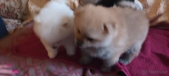 Pomeranian s PP - 5