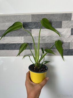 Monstera Burle Marx Flame sběratelská rostlina, květina - 5