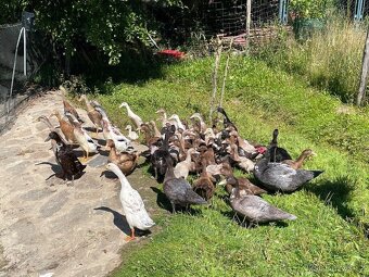PRODÁM KÁČATA A MLADÉ INDICKÉ BEŽCE KRÁSNÝCH BAREV - 5
