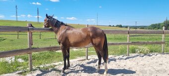 SLEVA, All around klisna APH (VS Code Red) - 5