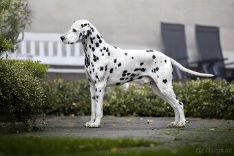 štěně DALMATINA - 5