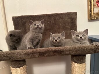 Britská modrá koťata - 5