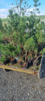 Vozik zahradní ručně vedený ,velký rejd - 5