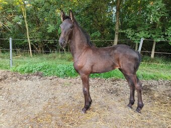Nádherná fríská kobylka s velkým potenciálem - 5