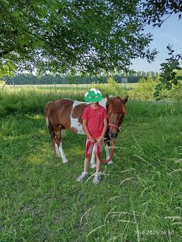 Pony klisna - 5